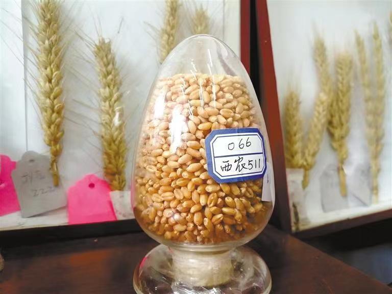 西農629與西農598 226萬元成功轉讓，推動小麥育種新突破